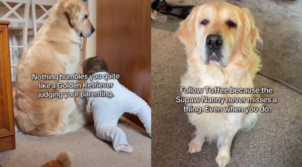 Mom Thought She Was Loved… Then The Dog Delivered A Reality Check
