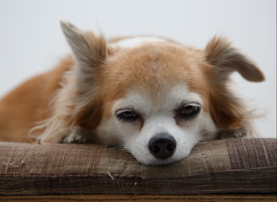 A Nervous “Grandma Pup” On The Street Turned Into The Sweetest Foster Love Story