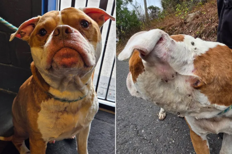 Mistaken For Dead, This Dog Survived With Over 800 Ticks—And A Second Chance At Life