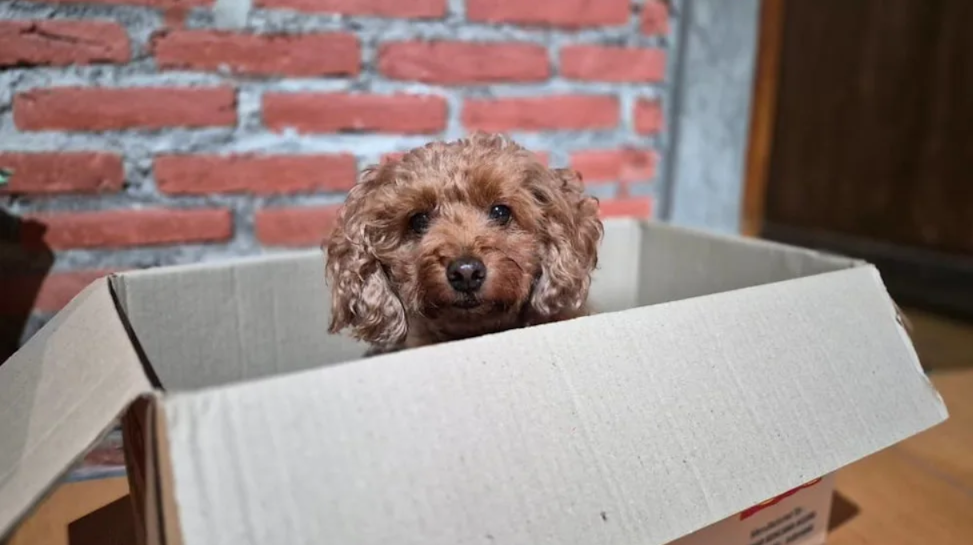 A “Forgotten” Little Dog Waited in Silence… Until Everything Finally Changed