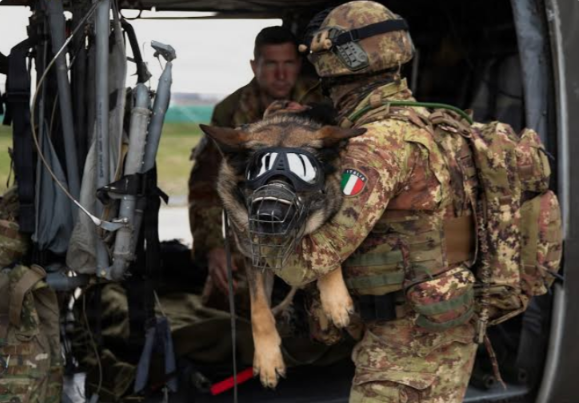 They Jumped First — The War Dogs Who Helped Change WWII Operations