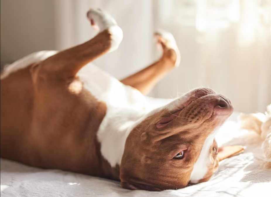 He Climbed Into a Truck as a Stray—And Turned It Into His Temporary Home