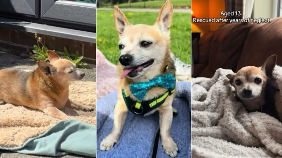 18 Months Of Love Gave This Senior Chihuahua A Whole New Life