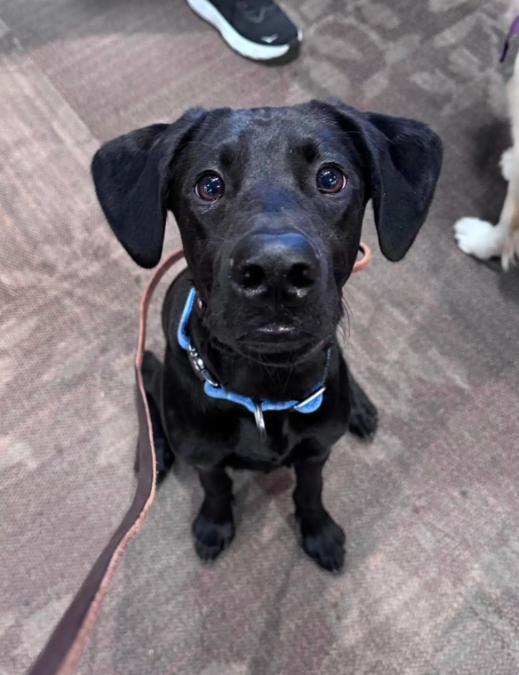 This Puppy Looked Like A Lab… But His DNA Told A Wildly Different Story