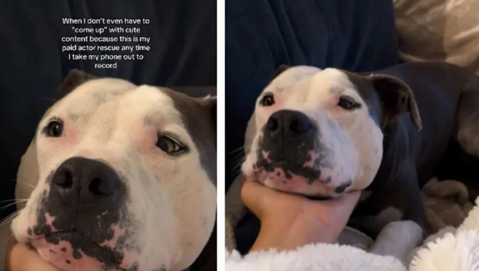 She Didn’t Train Her Dog To Be Viral—It Just Happens Naturally