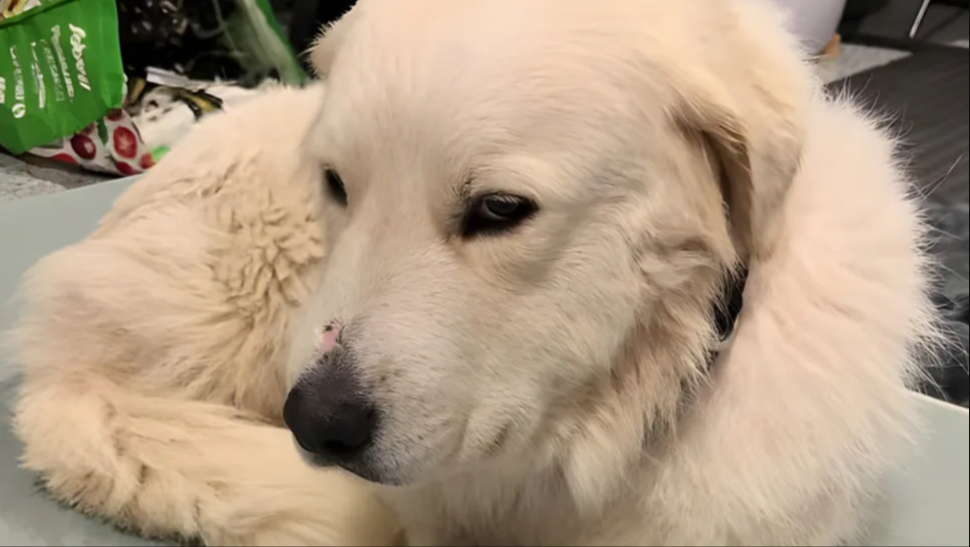 They Rescued One Dog… Then Realized She Was Hiding A Shocking Secret