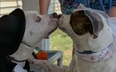 These Two Shelter Dogs Got “Married” While Waiting for Their Forever Homes