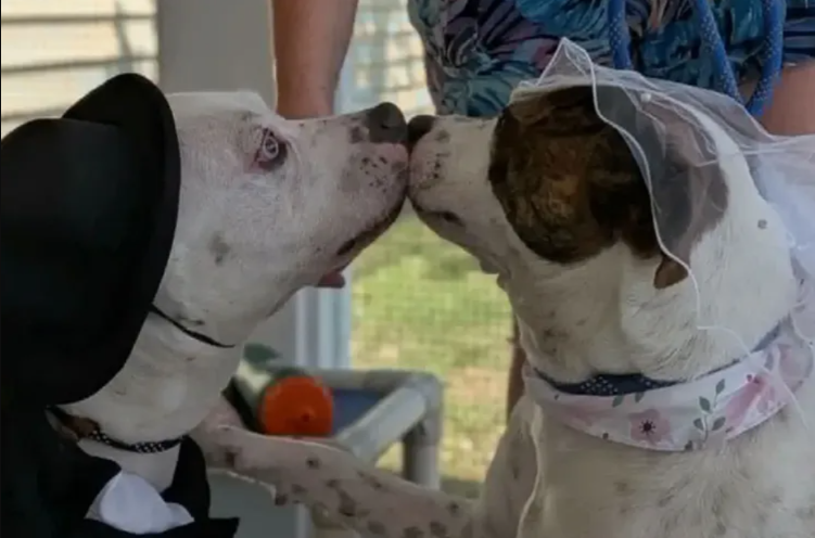 These Two Shelter Dogs Got “Married” While Waiting for Their Forever Homes