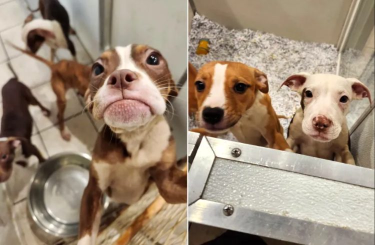 18 Abandoned Puppies Had Nowhere to Go—Then an Entire Neighborhood Stepped In