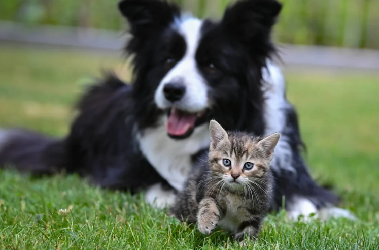 Border Collie Without Sheep Finds the Perfect “Replacement”—And It’s the Family Cat