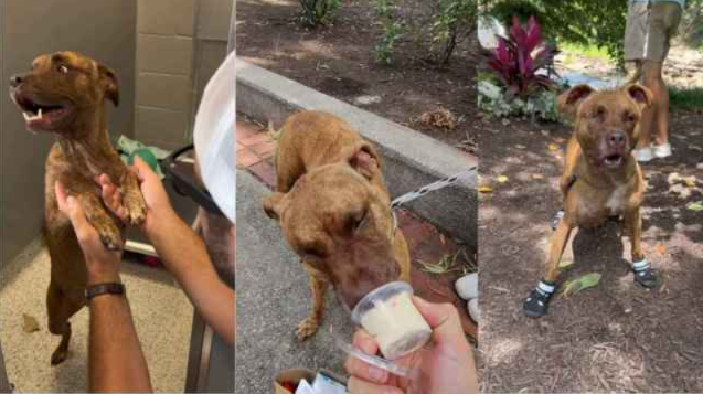 Blind Senior Shelter Dog Gets the Best Day Ever—and It’s Melting Hearts Everywhere