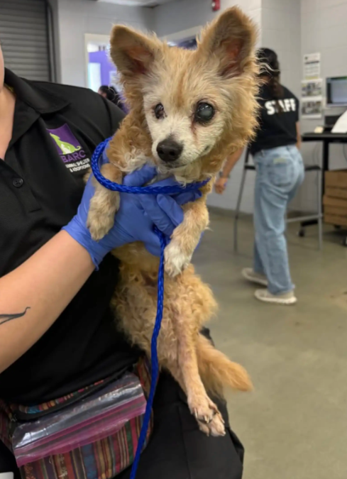 Her Family Said She Was ‘Too Old’—But This 22-Year-Old Dog’s Story Has a Beautiful Ending