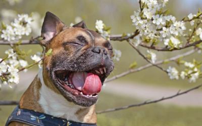 Scratching, Licking, Sneezing? Here’s How to Help a Dog With Seasonal Allergies