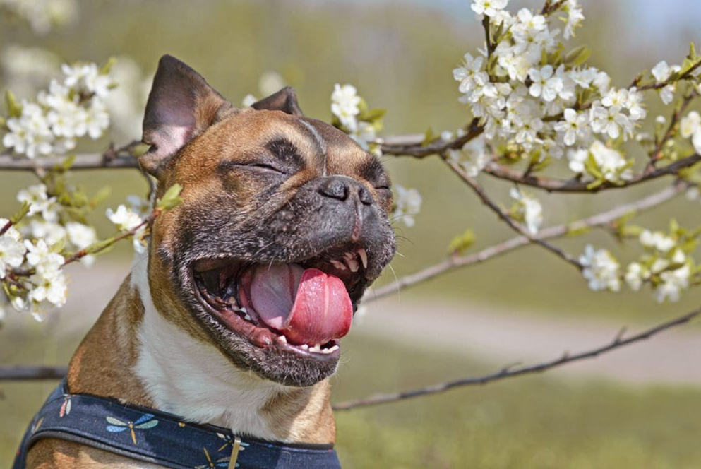 Scratching, Licking, Sneezing? Here’s How to Help a Dog With Seasonal Allergies