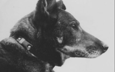 The Incredible Story of Antis, the Dog Who Flew Combat Missions During World War II