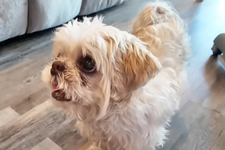 This 13-Year-Old Dog Vanished Without a Trace—His Incredible Journey Ended With a Tearful Reunion