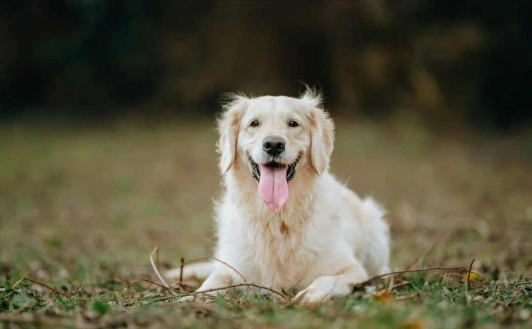 Golden Retriever’s Backyard Game Ended Up Saving an Injured Missing Dog