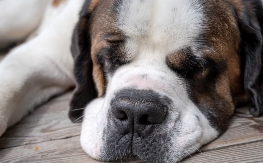 Saint Bernard Tries to Fake Being Asleep—But His Wagging Tail Gives Him Away