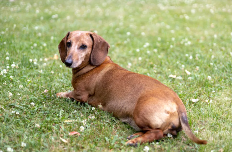 This Dachshund Was Convinced the New Baby Gear Was All for Him
