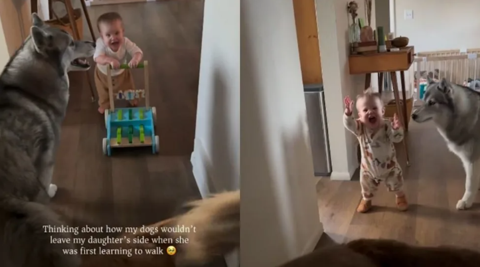 These Two Dogs Refused to Leave Their Baby Sister as She Learned to Walk