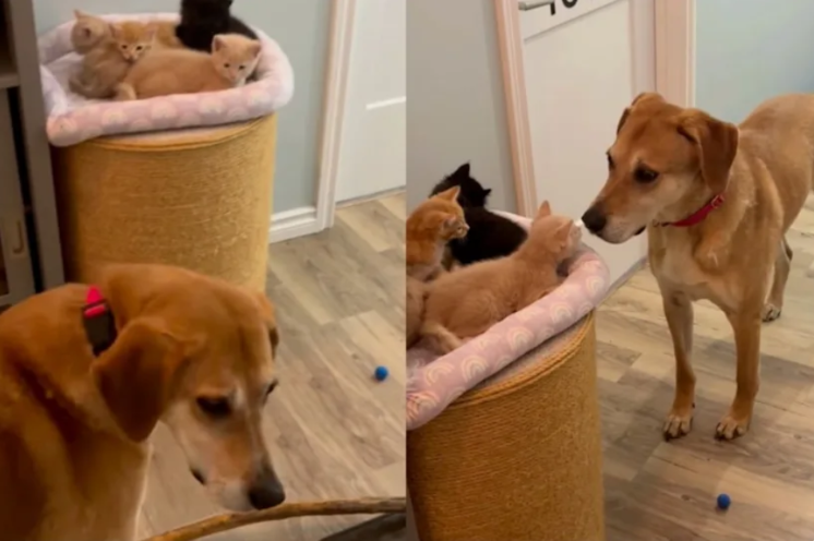 Dog Frantically Searches for His “Baby” Kittens—His Reaction When He Finds Them Is Pure Gold