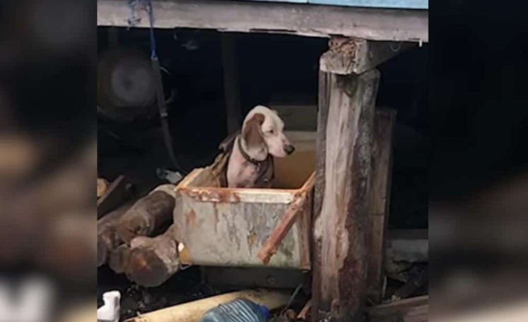 Starved and Chained to Be a “Better Hunter”—Now She’s Finally Living the Life She Deserves