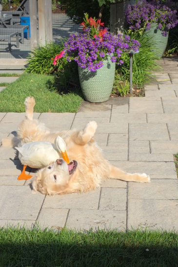 She Lost Her Spark After Epilepsy—Then One Little Duck Helped Bring It Back