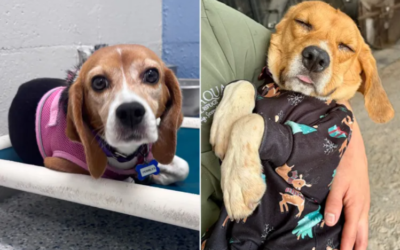 After Years in Tiny Cages, These Beagles Are Finally Learning What Love Feels Like