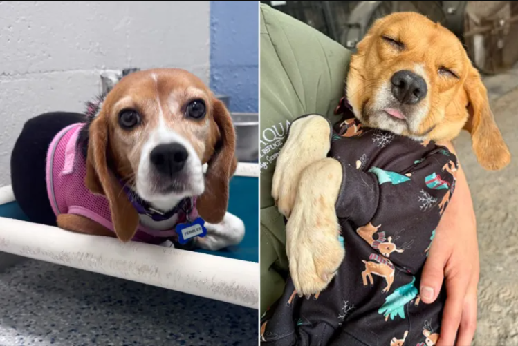 After Years in Tiny Cages, These Beagles Are Finally Learning What Love Feels Like