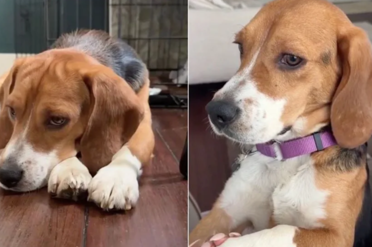 Just Seven Days in Foster Care Completely Transformed This Rescue Dog