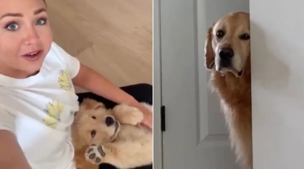 Golden Retriever Can’t Hide His Jealousy After Mom Starts Cuddling the New Puppy
