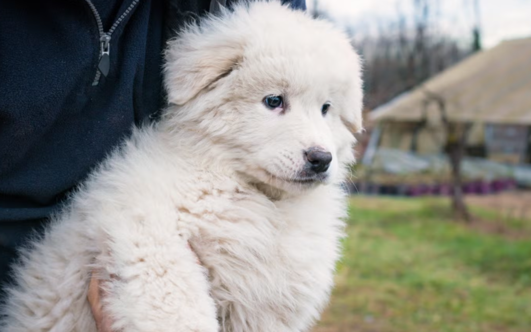 This Fluffy Sheepdog Puppy Just Discovered His Back Paws—and It’s Comedy Gold