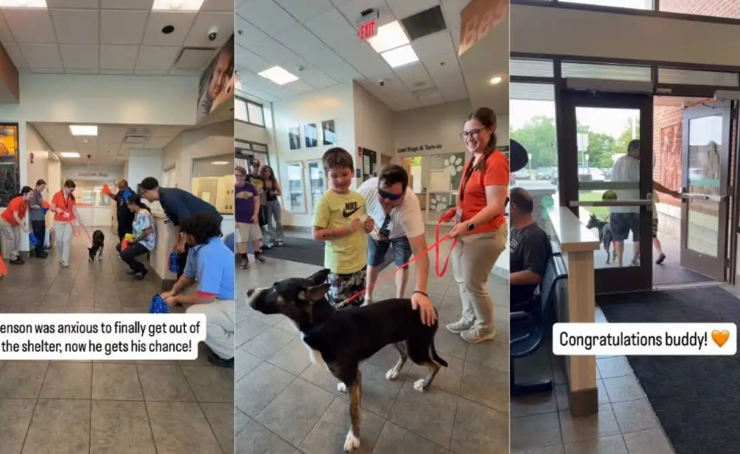 Shelter Staff Cheered as Nervous Dog Walked Toward His Forever Family