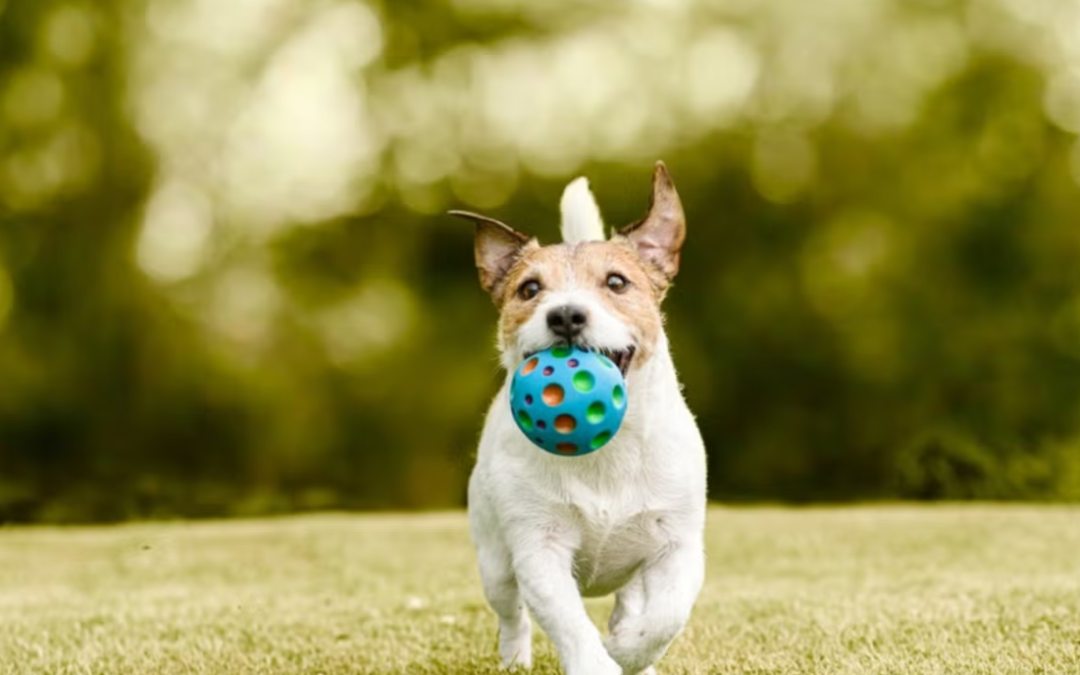 Blind Dog Plays Fetch Like a Pro—and Everyone Is Amazed