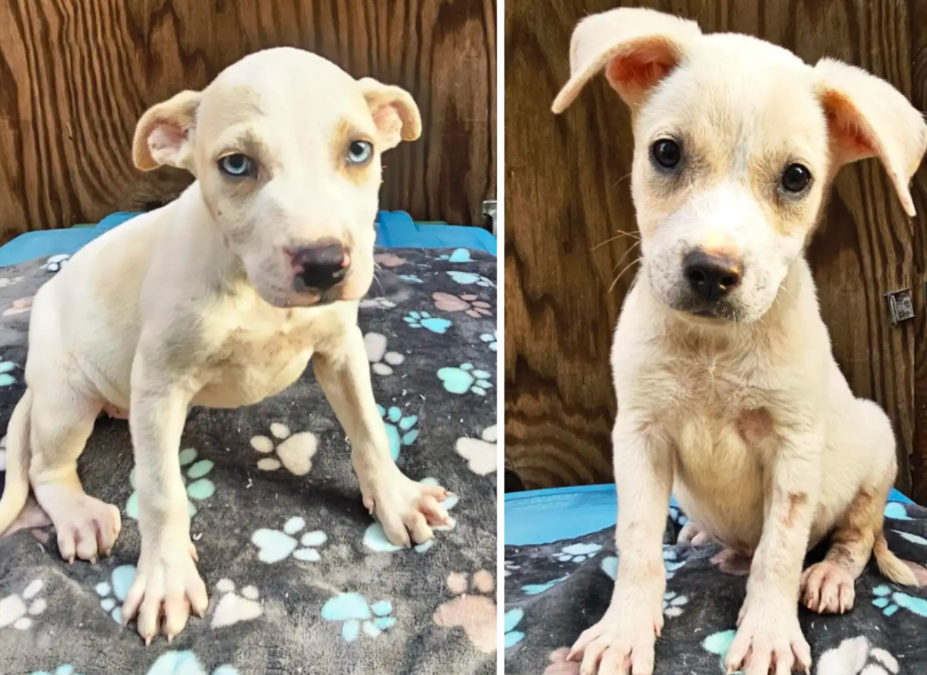 Abandoned Puppies Huddled on a Piece of Cardboard Until One Woman Changed Everything