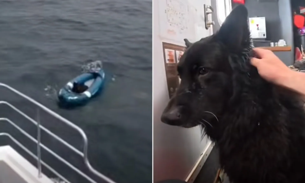 A Dog Drifted Alone for Two Hours in the Ocean Before Heroes Found Him