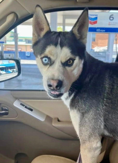 This Curious Husky Crossed an International Border During His Solo Adventure