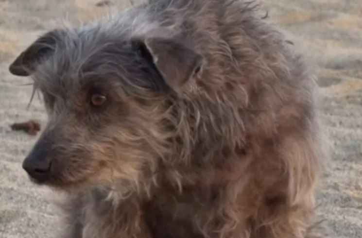 Scared Rescue Dog Wanted Nothing to Do With People Until His New Family Tried One Simple Thing