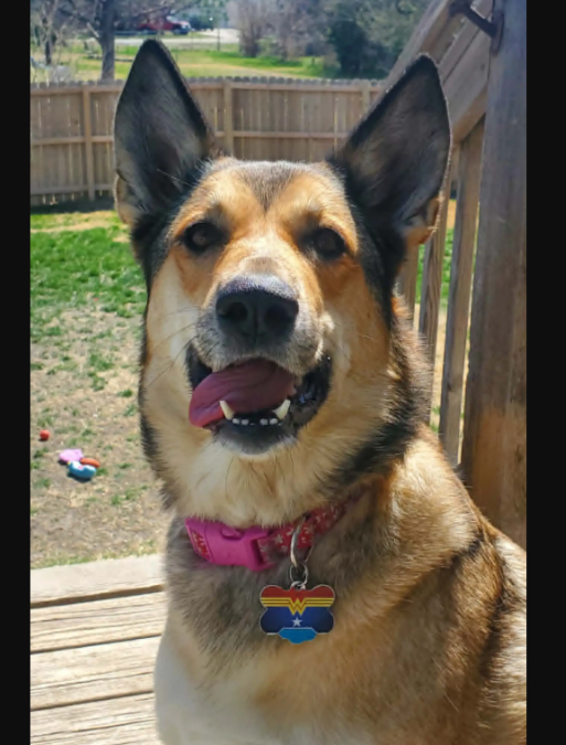 Family Checks Pool Camera and Discovers Their Dog Quietly Saved a Tiny Life