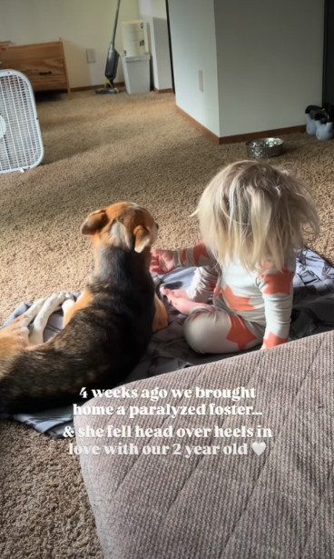 A Paralyzed Rescue Dog Found Her Perfect Best Friend in the Most Unexpected Place