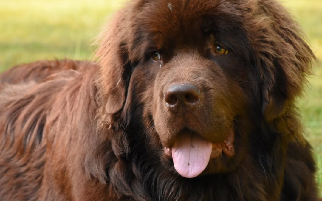 Massive Newfoundland Gets the Perfect Summer Gift From His 96-Year-Old Great-Grandma