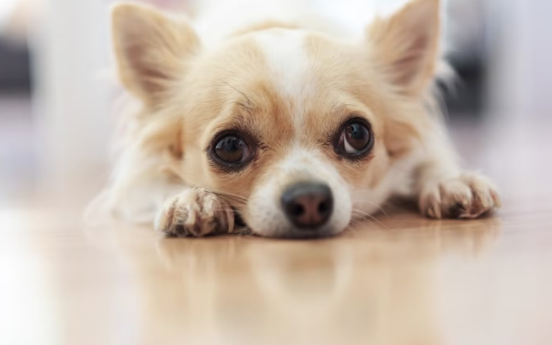 This Chihuahua Mom Refused to Let Go of Her Only Puppy—And Dad Agreed