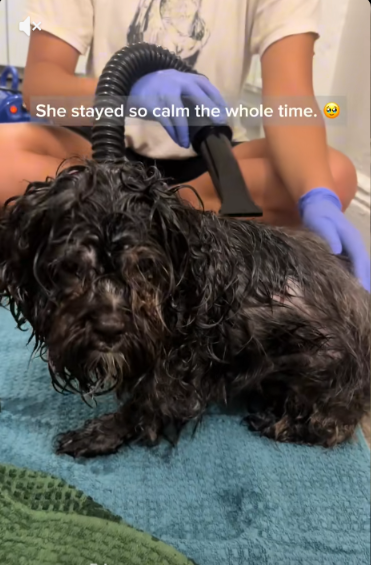 Couple Set Out With One Dog and Came Home With Two