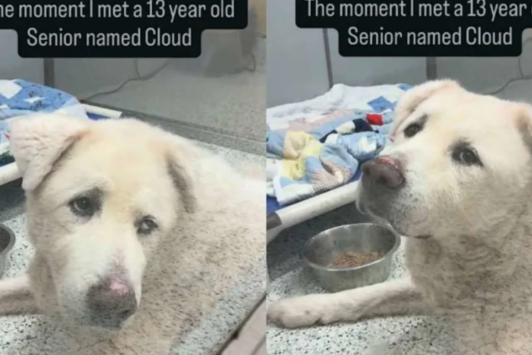 This Senior Shelter Dog Stopped Wagging His Tail… Until His Forever Family Walked In