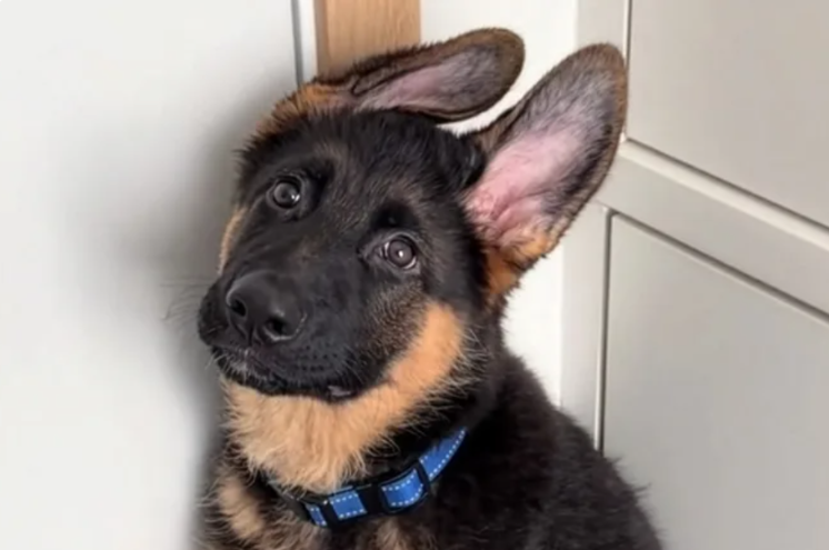 German Shepherd Puppy Steals Mom’s Phone—And the Video He Accidentally Films Is Comedy Gold