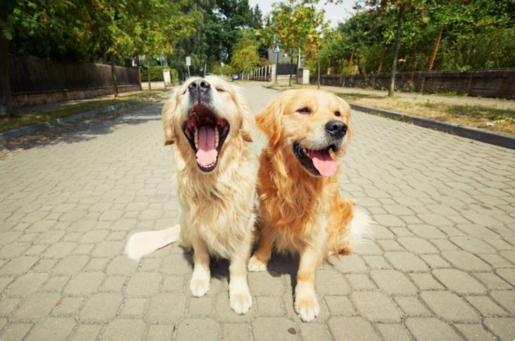 Two Golden Retrievers Had Completely Different Reactions to Their Owner’s Surprise