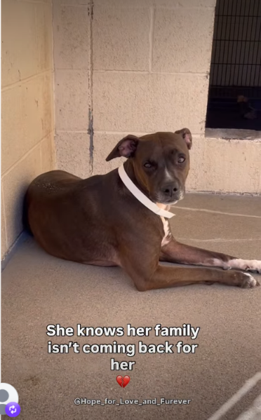 She Sat Alone in Her Kennel, Believing Her Family Was Gone—Then a New Chapter Began