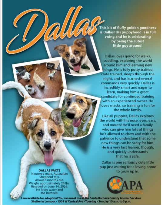 Meet Dallas: The Smart Young Pup Who’s Ready for His Forever Adventure