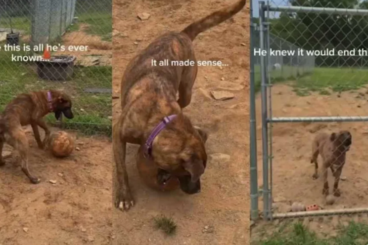 Woman Notices Rescue Dog Playing Alone—Then Realizes the Heartbreaking Reason Why