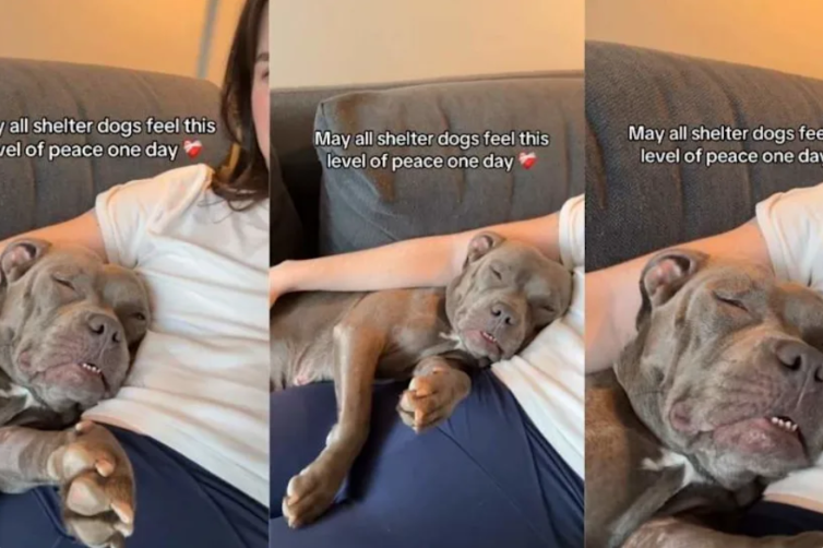 For the First Time in a Long Time, This Shelter Dog Finally Slept in Complete Peace